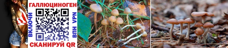 где продают   Видное  Галлюциногенные грибы MAGIC MUSHROOMS 